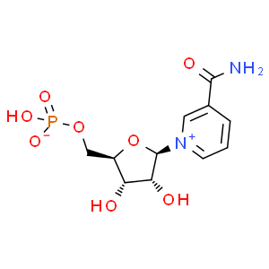 β-煙酰胺單核苷酸；NMN